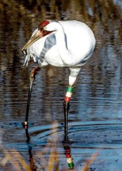 Whooping crane (Tim Krause photo)