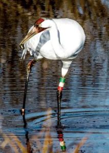 Whooping crane (Tim Krause photo)