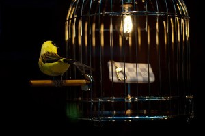 "Gilded Cage," courtesy of KayVee.INC through Creative Commons.