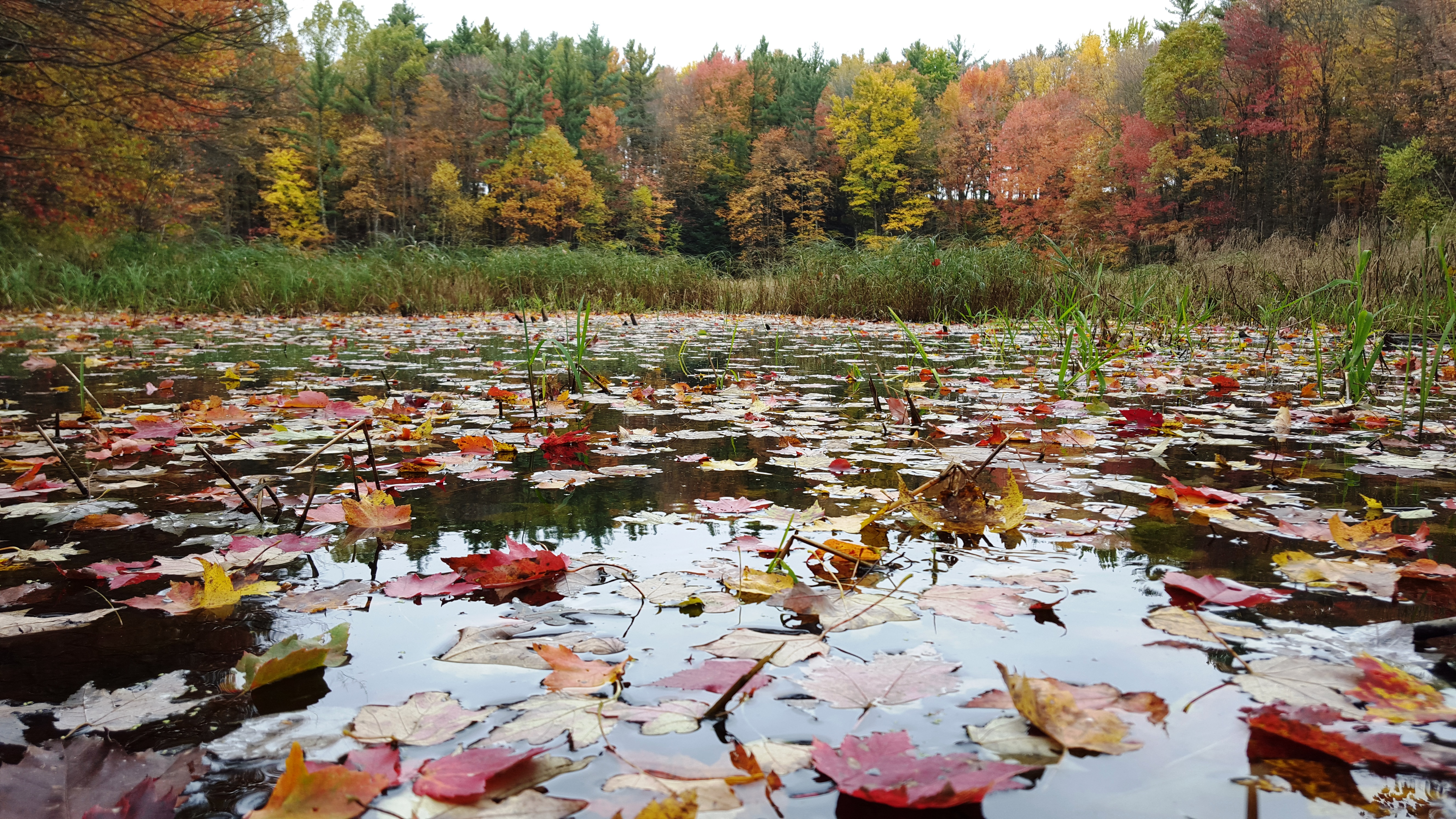 ellingson wetlands 2